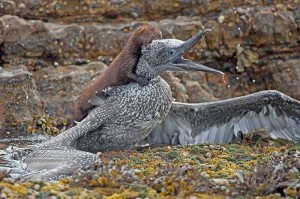 mink_riding_a_bird